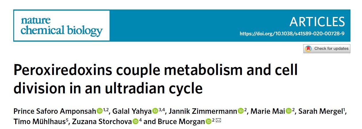 Image for Peroxiredoxins couple metabolism and cell division in an ultradian cycle